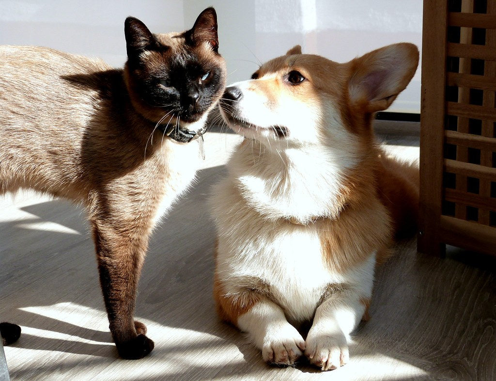 Original photo of a corgi and a Siamese cat used for the sample portraits (public domain, CC0)